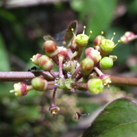 Cissus lonchiphylla Thwaites